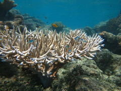 Chromis atripectoralis