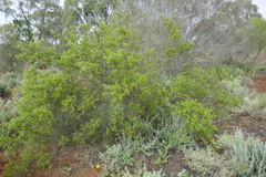 Acacia colletioides