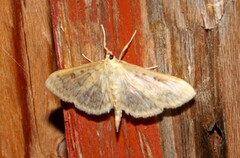 Herpetogramma aeglealis