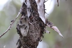 Polyrhachis australis