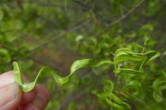 Acacia colletioides
