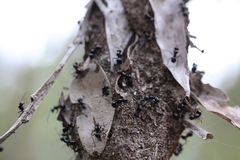 Polyrhachis australis