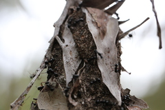 Polyrhachis australis