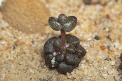 Dudleya brevifolia