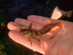 Hypsoblennius gilberti