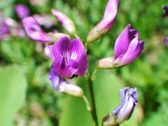 Astragalus bourgovii
