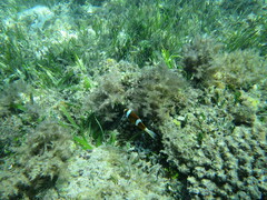 Amphiprion akindynos