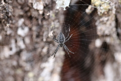 Argiope ocyaloides