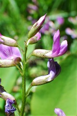 Astragalus bourgovii