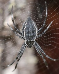 Argiope ocyaloides