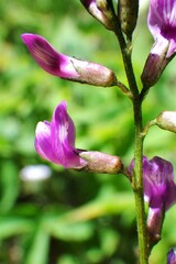 Astragalus bourgovii