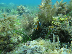 Amphiprion akindynos
