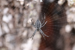 Argiope ocyaloides