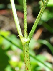 Astragalus bourgovii