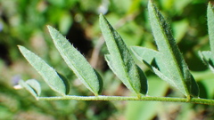 Astragalus bourgovii