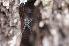 Argiope ocyaloides