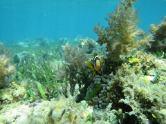 Amphiprion akindynos