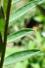 Astragalus bourgovii