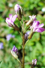 Astragalus bourgovii