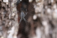 Argiope ocyaloides