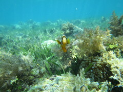 Amphiprion akindynos