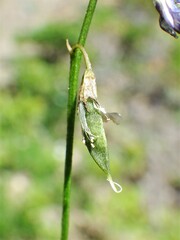 Astragalus bourgovii