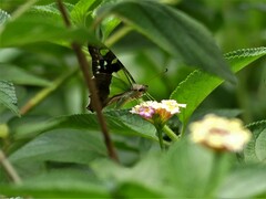 Graphium macleayanus