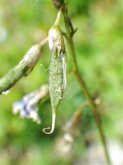Astragalus bourgovii