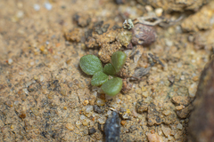 Dudleya brevifolia