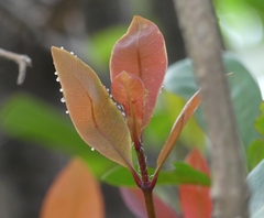 Ixora brachiata