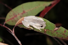 Litoria quiritatus