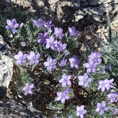 Langloisia setosissima setosissima