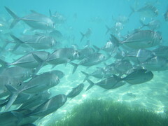 Caranx sexfasciatus