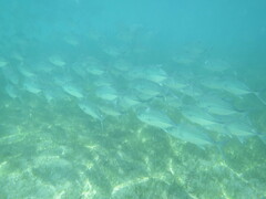 Caranx sexfasciatus