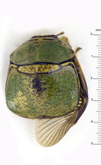 Plataspidae