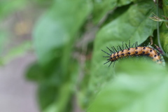 Acraea andromacha