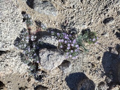 Langloisia setosissima setosissima