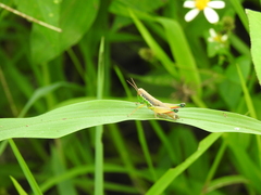 Caryanda spuria