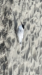 Sterna striata