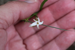 Jasminum simplicifolium