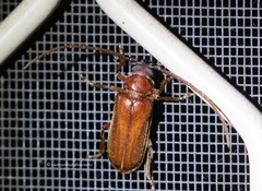 Agrianome spinicollis