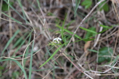 Jasminum simplicifolium