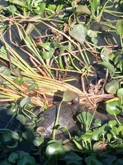 Trachemys venusta
