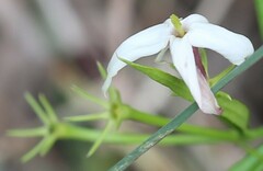 Jasminum simplicifolium