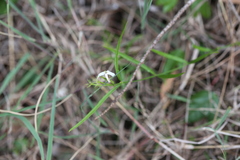 Jasminum simplicifolium