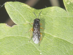 Monophadnus spinolae