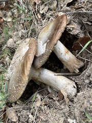 Amanita calyptratoides