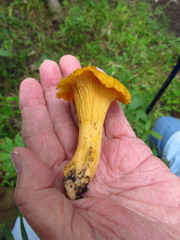 Cantharellus chicagoensis
