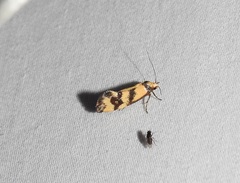 Olbonoma triptycha