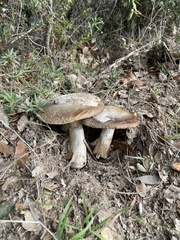 Amanita calyptratoides